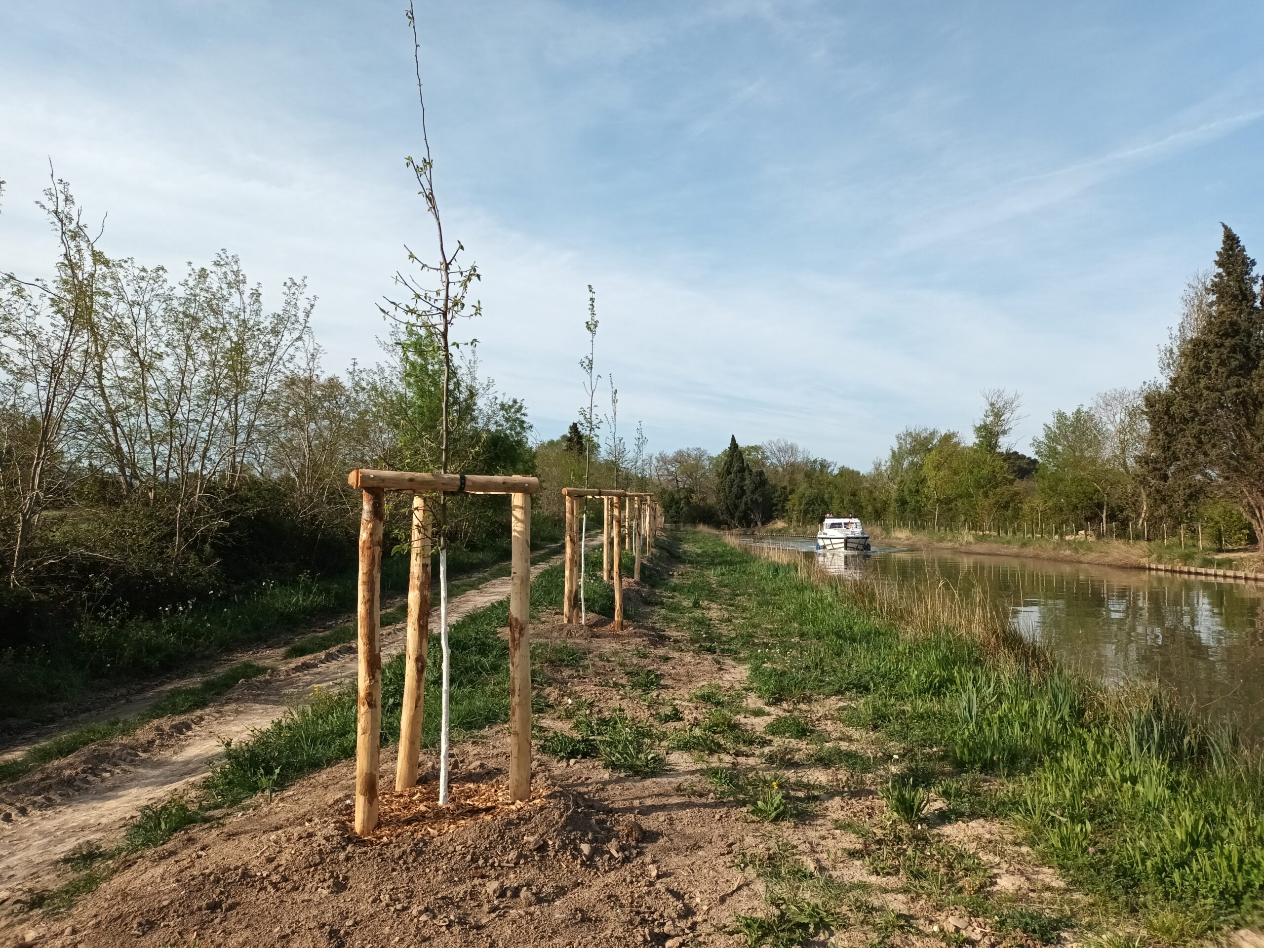 1350 arbres replantés cet hiver !